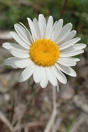 Leucanthemum vulgare \ Magerwiesen-Margerite, Fr�he Wucherblume / Early Ox-Eye Daisy, D Lorch am Rhein 9.5.2018