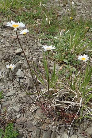 Leucanthemum vulgare \ Magerwiesen-Margerite, Fr�he Wucherblume / Early Ox-Eye Daisy, D Lorch am Rhein 9.5.2018