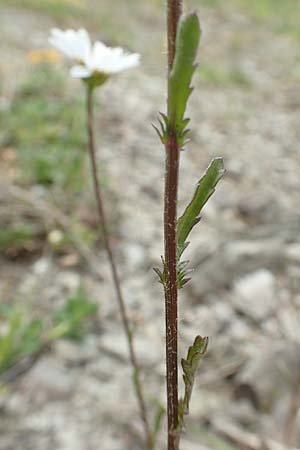 Leucanthemum vulgare \ Magerwiesen-Margerite, Fr�he Wucherblume / Early Ox-Eye Daisy, D Lorch am Rhein 9.5.2018