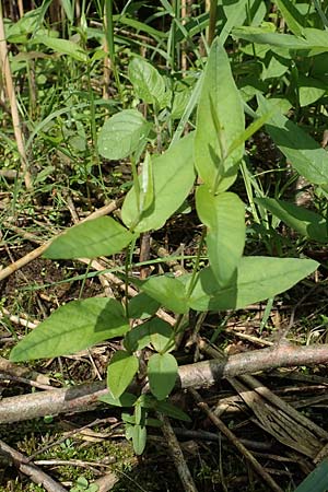 Lysimachia vulgaris \ Gilb-Weiderich / Yellow Loosestrife, D H&ouml;velhof 15.6.2018