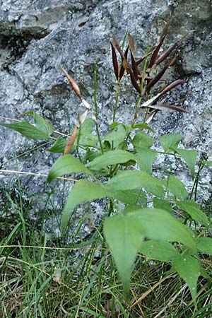 Lathyrus vernus \ Fr�hlings-Platterbse / Spring Pea, D Beuron 27.6.2018