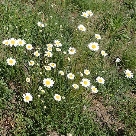 Leucanthemum vulgare \ Magerwiesen-Margerite, Fr�he Wucherblume / Early Ox-Eye Daisy, D Ketsch 21.5.2020