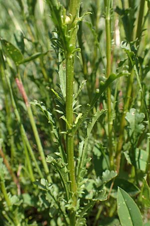 Leucanthemum vulgare \ Magerwiesen-Margerite, Fr�he Wucherblume / Early Ox-Eye Daisy, D Ketsch 21.5.2020