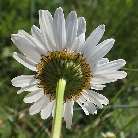 Leucanthemum vulgare \ Magerwiesen-Margerite, Fr�he Wucherblume / Early Ox-Eye Daisy, D Ketsch 21.5.2020