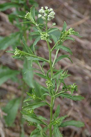 Lepidium virginicum \ Virginische Kresse / Least Pepperwort, D Kehl 22.5.2020
