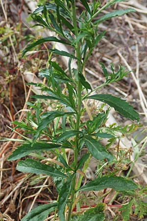 Lepidium virginicum \ Virginische Kresse / Least Pepperwort, D Kehl 22.5.2020