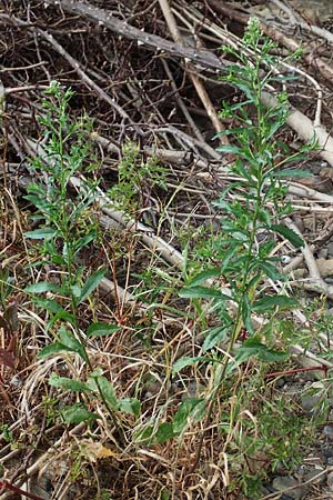 Lepidium virginicum \ Virginische Kresse / Least Pepperwort, D Kehl 22.5.2020