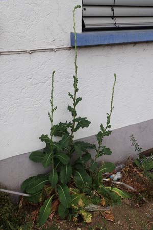 Lactuca virosa \ Gift-Lattich / Great Lettuce, D Kehl 22.5.2020