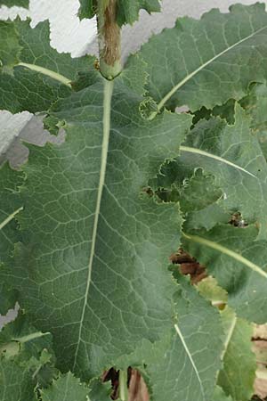 Lactuca virosa \ Gift-Lattich / Great Lettuce, D Kehl 22.5.2020