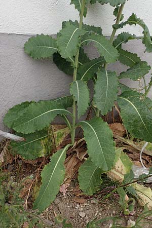 Lactuca virosa \ Gift-Lattich / Great Lettuce, D Kehl 22.5.2020
