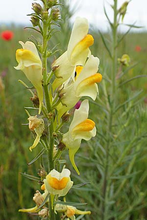 Linaria vulgaris, Gew&ouml;hnliches Leinkraut