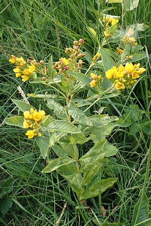 Lysimachia vulgaris, Gilb-Weiderich