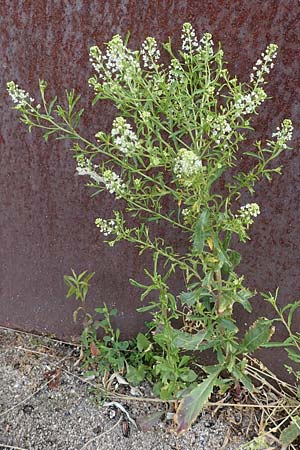Lepidium virginicum, Virginische Kresse Lepidium virginicum, Virginische Kresse