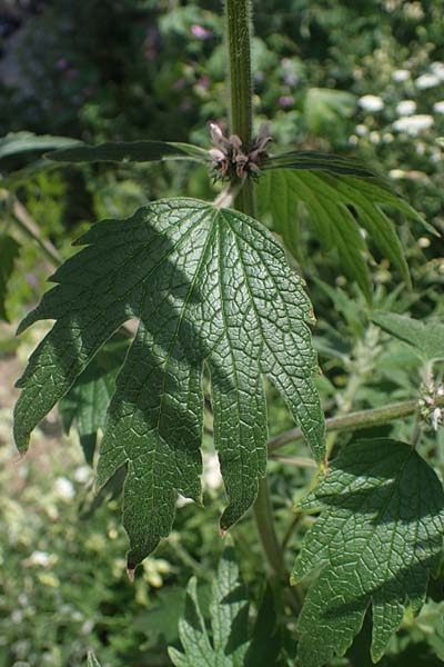 Leonurus cardiaca subsp. villosus \ Zottiges Echtes Herzgespann, L�wenschwanz / Motherwort, D Mannheim 9.6.2021