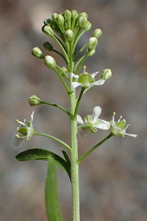 Lepidium virginicum \ Virginische Kresse / Least Pepperwort, D Mannheim 10.6.2021