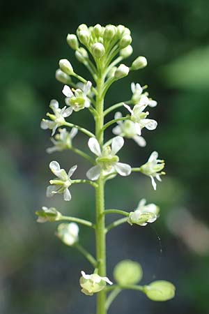 Lepidium virginicum \ Virginische Kresse / Least Pepperwort, D Mannheim 10.6.2021