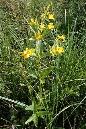 Lysimachia vulgaris \ Gilb-Weiderich / Yellow Loosestrife, D Neuleiningen 6.8.2021