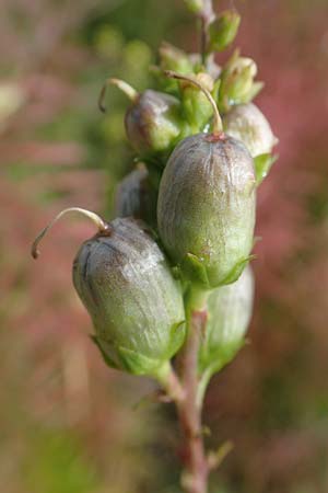 Linaria vulgaris \ Gew�hnliches Leinkraut / Common Toadflax, D Weisenheim am Sand 26.8.2021