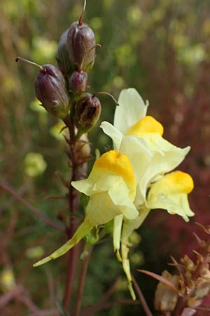 Linaria vulgaris \ Gew�hnliches Leinkraut / Common Toadflax, D Weisenheim am Sand 26.8.2021