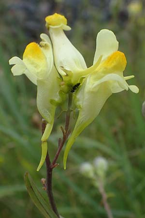 Linaria vulgaris \ Gew�hnliches Leinkraut / Common Toadflax, D Weisenheim am Sand 26.8.2021