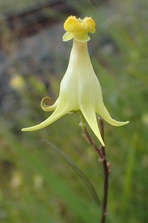 Linaria vulgaris \ Gew�hnliches Leinkraut / Common Toadflax, D Weisenheim am Sand 26.8.2021