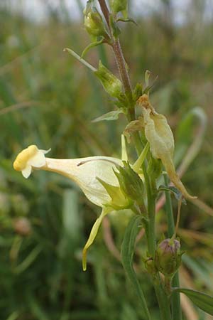 Linaria vulgaris \ Gew�hnliches Leinkraut / Common Toadflax, D Weisenheim am Sand 26.8.2021