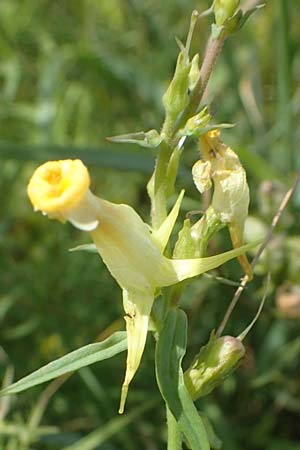 Linaria vulgaris \ Gew�hnliches Leinkraut / Common Toadflax, D Weisenheim am Sand 26.8.2021