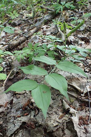 Lathyrus vernus \ Fr�hlings-Platterbse / Spring Pea, D Th&uuml;ringen, Erfurt 19.6.2023