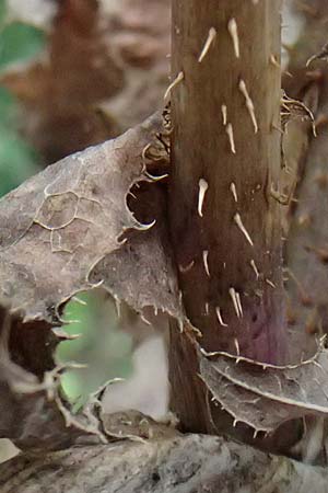 Lactuca virosa \ Gift-Lattich / Great Lettuce, D Wachenheim 4.8.2024