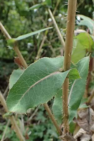 Lactuca virosa \ Gift-Lattich / Great Lettuce, D Wachenheim 4.8.2024