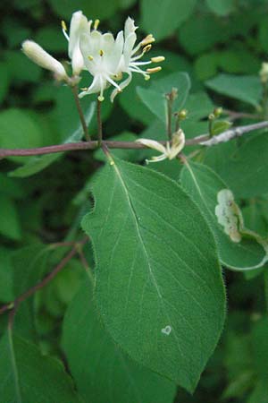 Lonicera xylosteum \ Rote Heckenkirsche / Fly Honeysuckle, D H&uuml;fingen 18.5.2007
