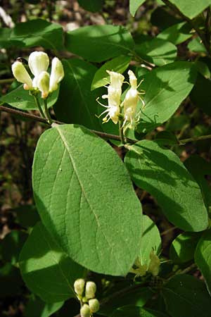 Lonicera xylosteum, Rote Heckenkirsche Lonicera xylosteum, Rote Heckenkirsche