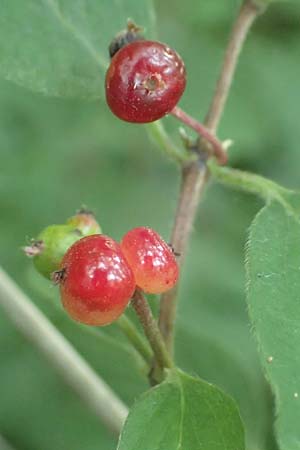 Lonicera xylosteum \ Rote Heckenkirsche / Fly Honeysuckle, D Kraichgau, Epfenbach 5.7.2017