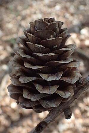 Larix x eurolepis \ Hybrid-L�rche / Hybrid Larch, Dunkeld Larch, D Hagen 11.4.2025