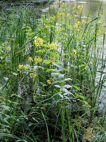 Lysimachia vulgaris \ Gilb-Weiderich / Yellow Loosestrife, D Karlsruhe 19.7.2008