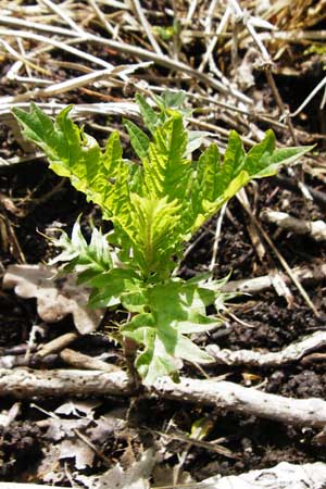 Lycopus europaeus \ Ufer-Wolfstrapp / Gipsywort, D Offenbach am Main 2.5.2015
