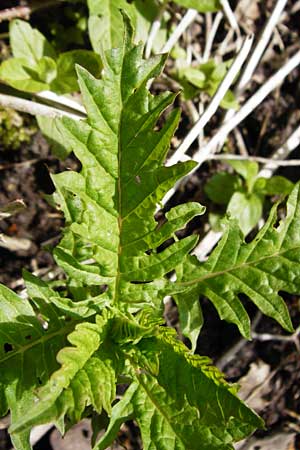 Lycopus europaeus \ Ufer-Wolfstrapp / Gipsywort, D Offenbach am Main 2.5.2015