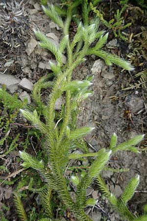 Lycopodium clavatum \ Keulen-B�rlapp / Stag's-Horn Clubmoss, Common Clubmoss, D Winterberg 15.6.2018