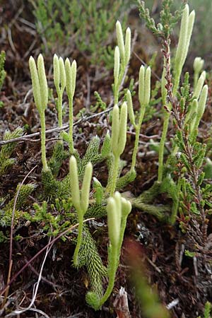 Lycopodium clavatum \ Keulen-B�rlapp / Stag's-Horn Clubmoss, Common Clubmoss, D Winterberg 15.6.2018