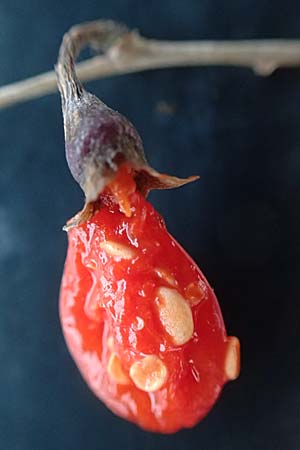 Lycium barbarum \ Gew�hnlicher Bocksdorn / Duke of Argyll's Tea-Plant, D Mannheim 12.1.2019