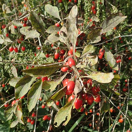 Lycium barbarum \ Gew�hnlicher Bocksdorn / Duke of Argyll's Tea-Plant, D Mannheim 24.10.2019