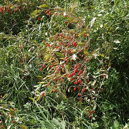 Lycium barbarum \ Gew�hnlicher Bocksdorn / Duke of Argyll's Tea-Plant, D Mannheim 24.10.2019
