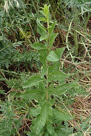 Lycium barbarum \ Gew�hnlicher Bocksdorn / Duke of Argyll's Tea-Plant, D Mannheim 13.5.2020
