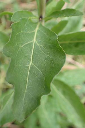Lycium barbarum \ Gew�hnlicher Bocksdorn / Duke of Argyll's Tea-Plant, D Mannheim 13.5.2020