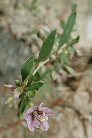 Lycium barbarum \ Gew�hnlicher Bocksdorn / Duke of Argyll's Tea-Plant, D Brandenburg, Havelaue-Spaatz 19.9.2020