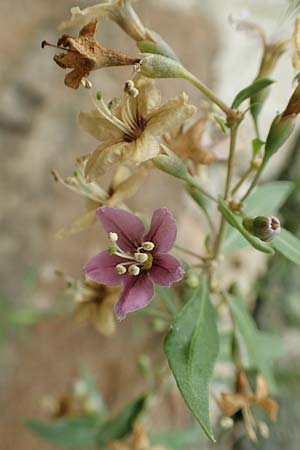 Lycium barbarum \ Gew�hnlicher Bocksdorn / Duke of Argyll's Tea-Plant, D Brandenburg, Havelaue-Spaatz 19.9.2020