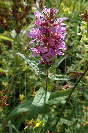 Lythrum salicaria \ Blut-Weiderich / Purple Loosestrife, D Neuleiningen 6.8.2021