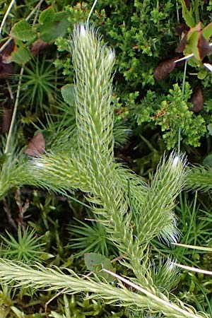Lycopodium clavatum \ Keulen-B�rlapp / Stag's-Horn Clubmoss, Common Clubmoss, D Harz, Sonnenberg 20.9.2021