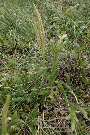 Lycopodium clavatum \ Keulen-B�rlapp / Stag's-Horn Clubmoss, Common Clubmoss, D Harz, Sonnenberg 20.9.2021