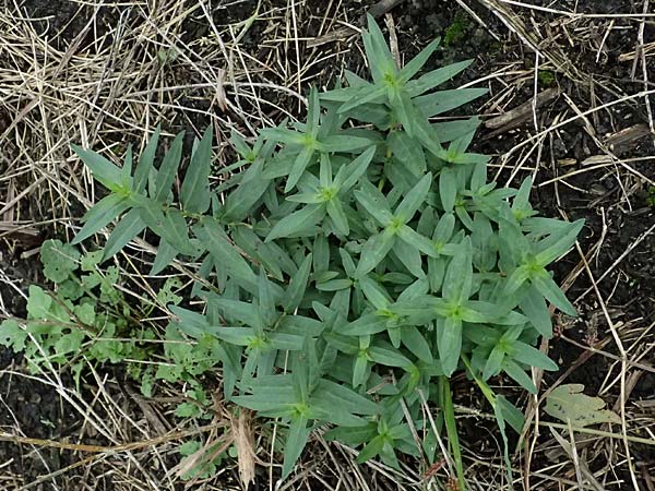Lythrum salicaria \ Blut-Weiderich / Purple Loosestrife, D B&uuml;rstadt 27.9.2025